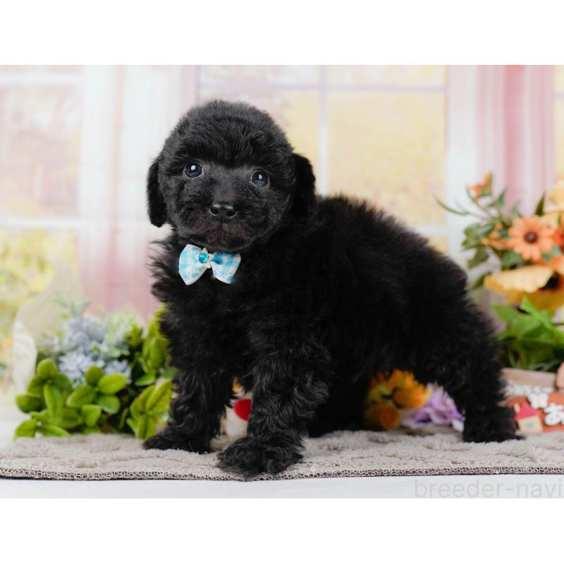 販売中の神奈川県のトイプードル-436318の11枚目