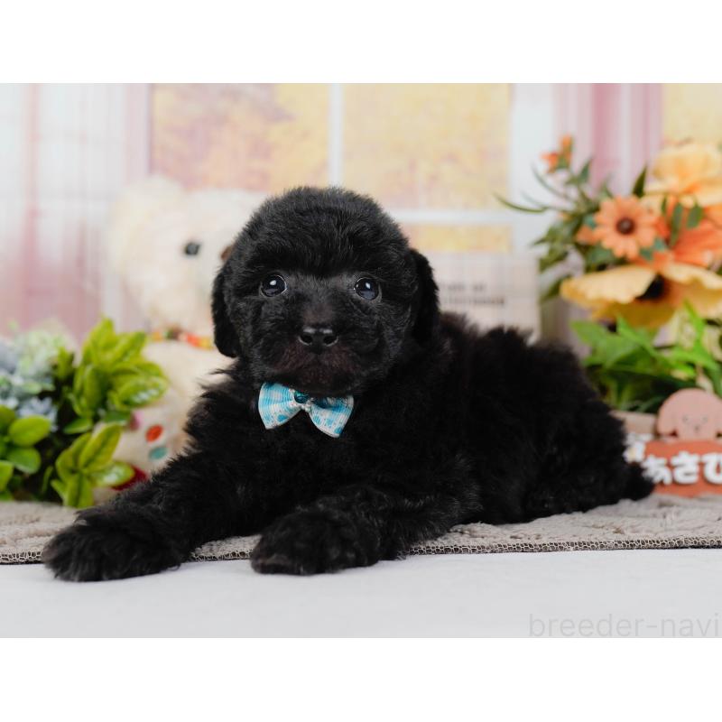 販売中の神奈川県のトイプードル-436318の10枚目