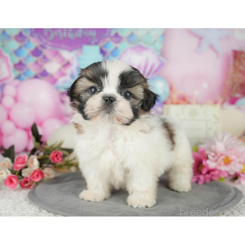 販売中の千葉県のシーズー-436300