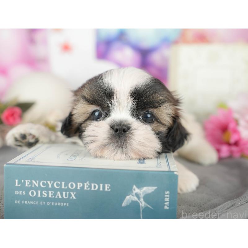 販売中の千葉県のシーズー-436300の11枚目