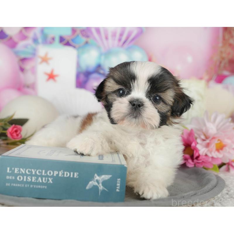 販売中の千葉県のシーズー-436300の10枚目