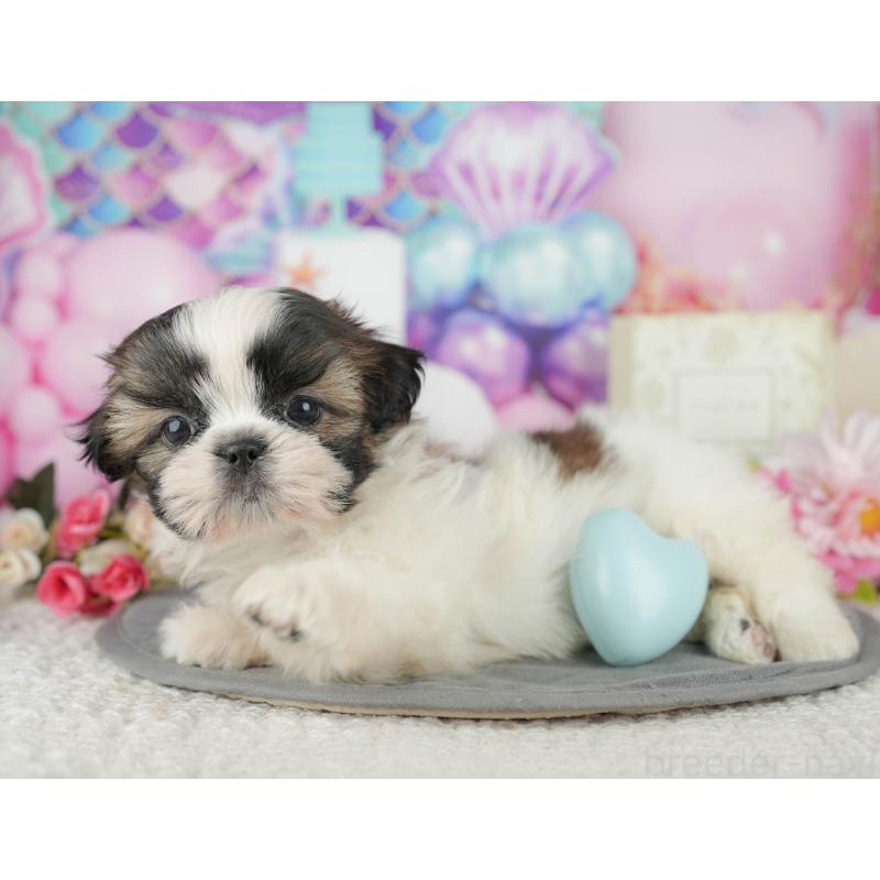 販売中の千葉県のシーズー-436300の9枚目