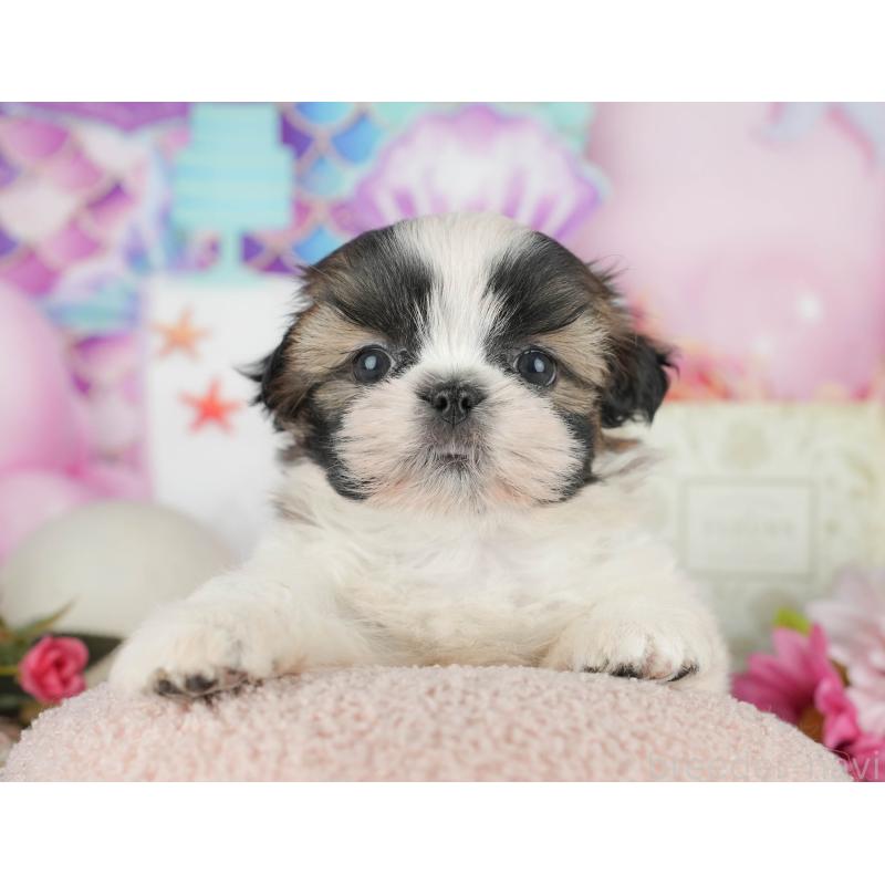 販売中の千葉県のシーズー-436300の8枚目