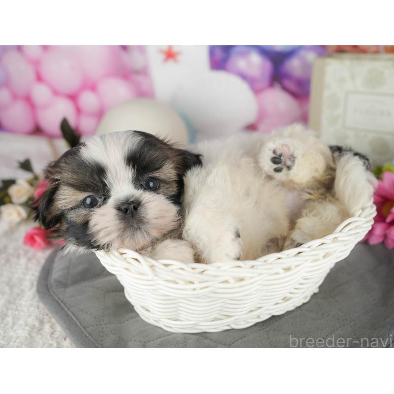 販売中の千葉県のシーズー-436300の7枚目