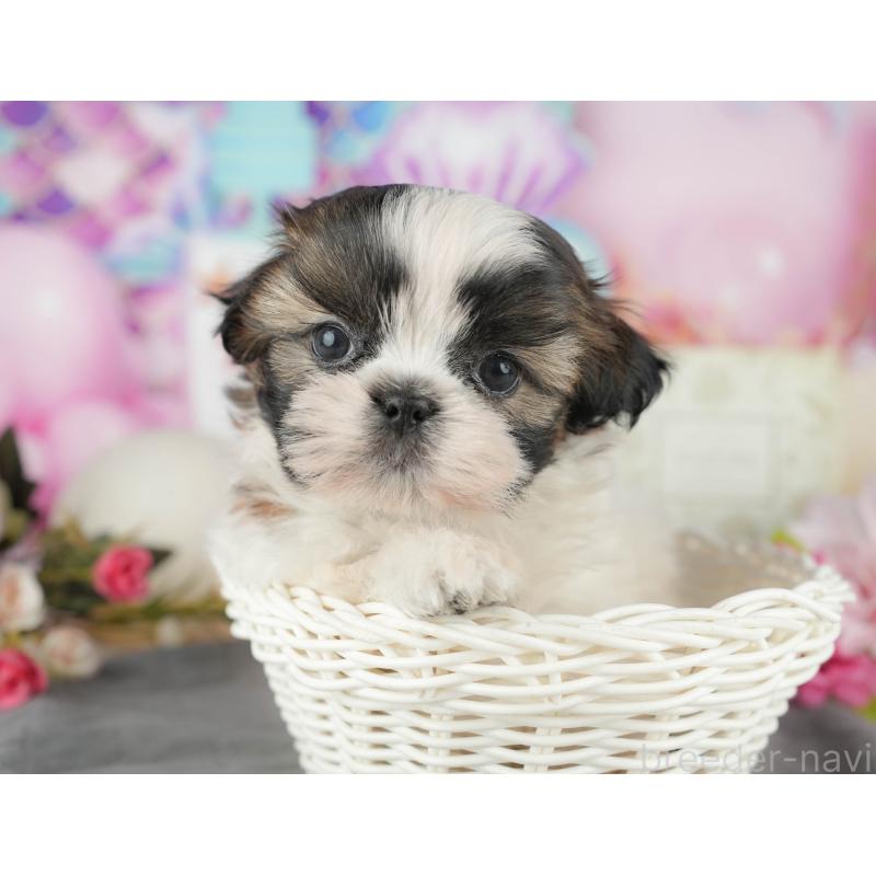 販売中の千葉県のシーズー-436300の6枚目