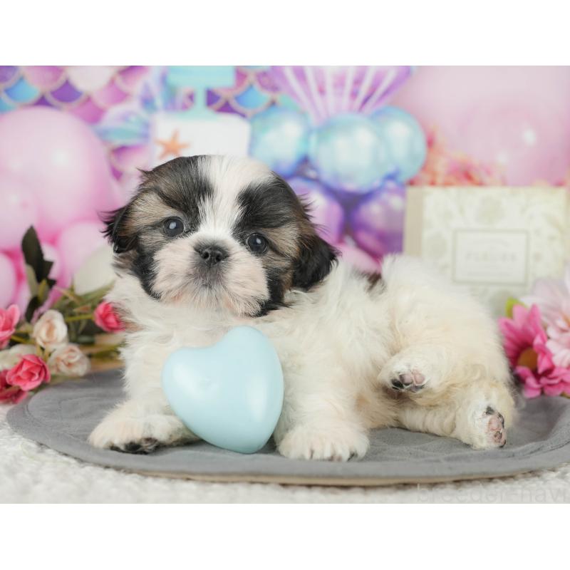 販売中の千葉県のシーズー-436300の5枚目