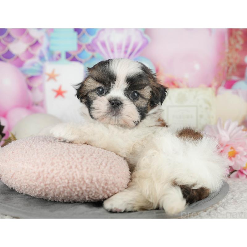 販売中の千葉県のシーズー-436300の3枚目