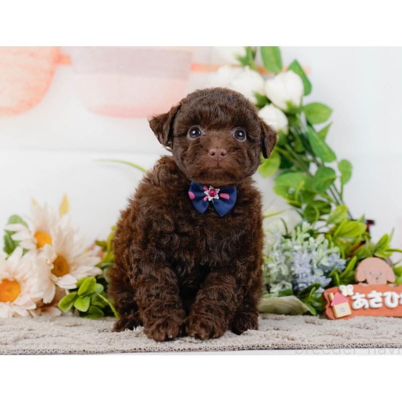 販売中の神奈川県のトイプードル-436312の15枚目