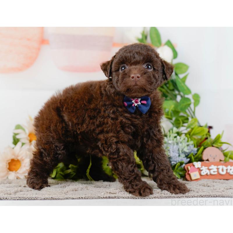 販売中の神奈川県のトイプードル-436312の14枚目