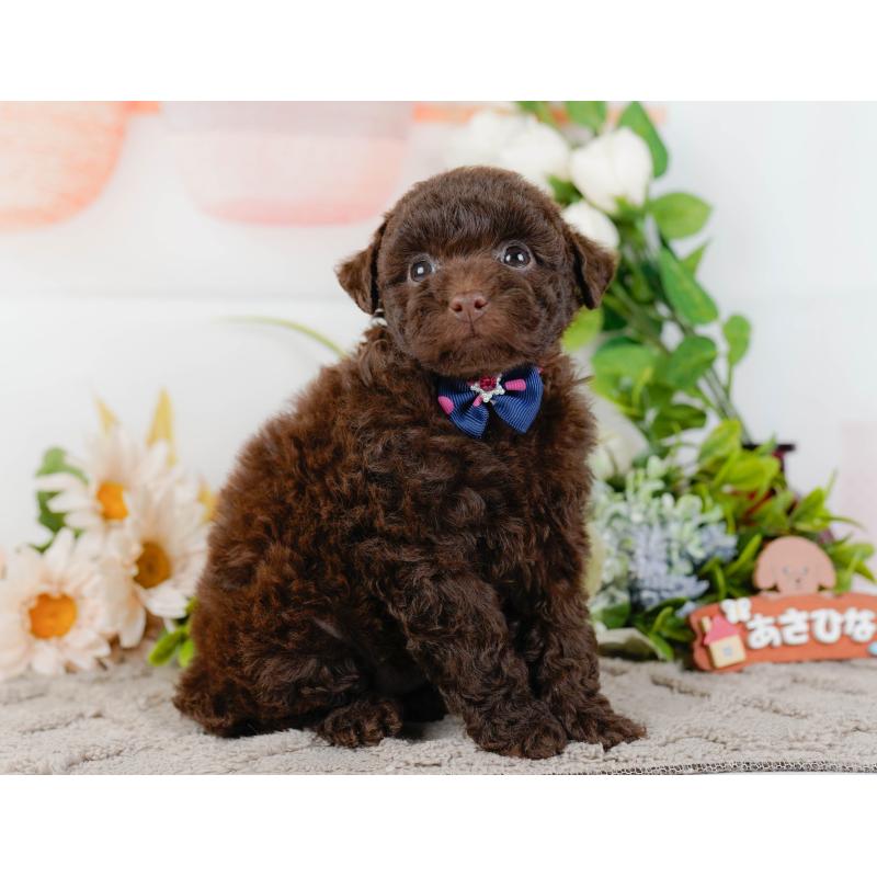 販売中の神奈川県のトイプードル-436312の13枚目