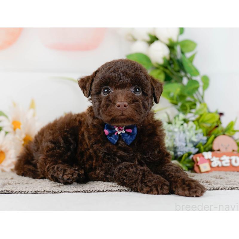 販売中の神奈川県のトイプードル-436312の12枚目