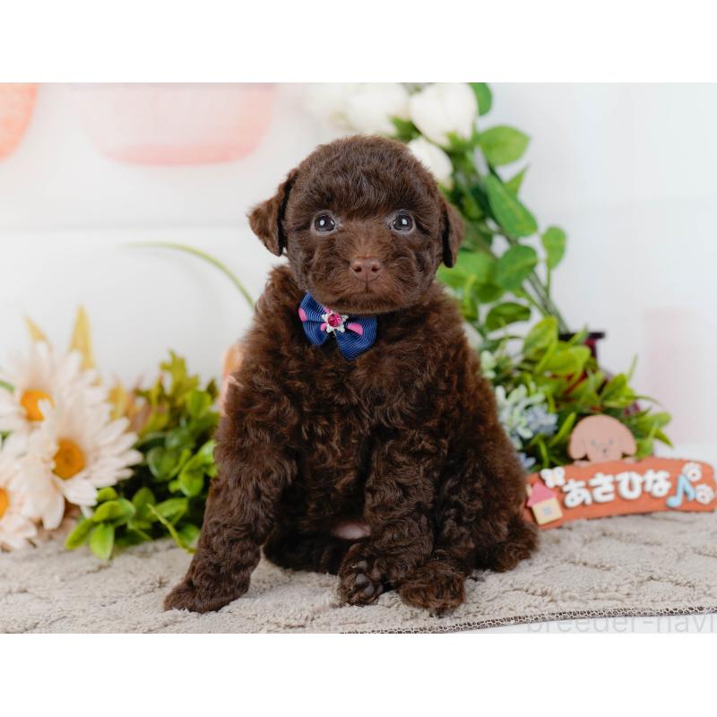 販売中の神奈川県のトイプードル-436312の11枚目