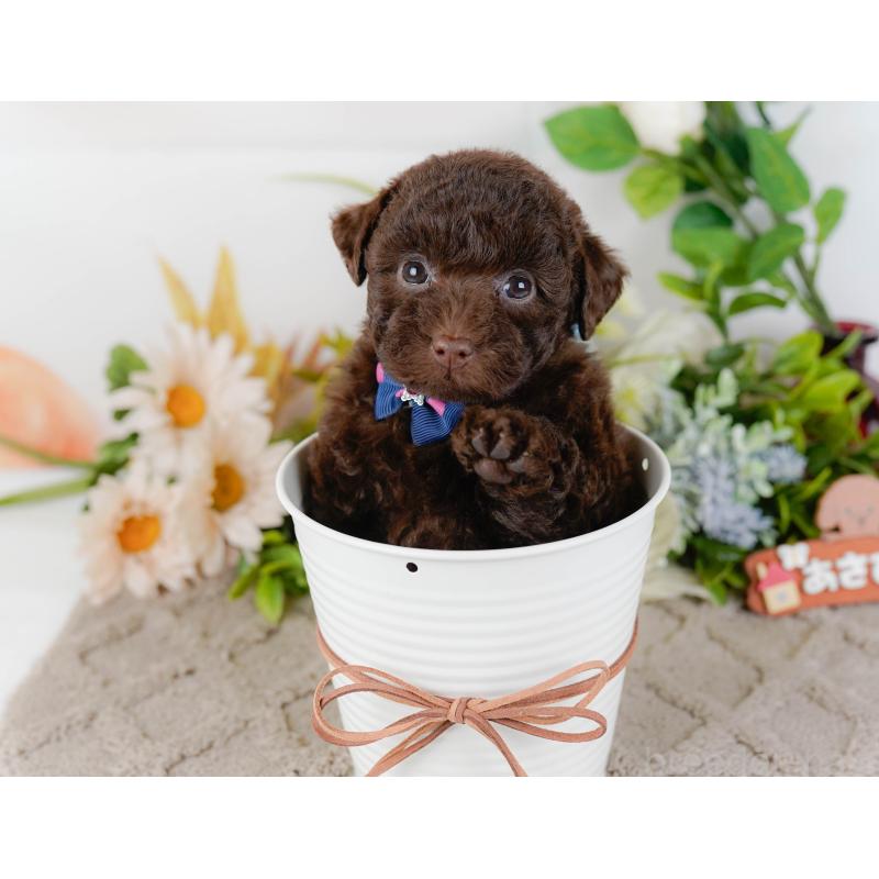 販売中の神奈川県のトイプードル-436312の10枚目