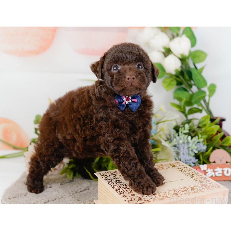 販売中の神奈川県のトイプードル-436312の9枚目