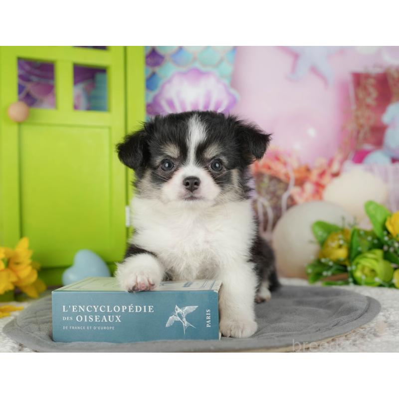 販売中の千葉県のチワワ(ロングコート)-436299の1枚目