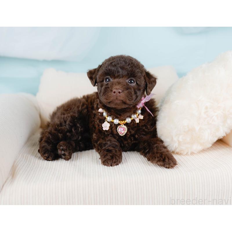 販売中の神奈川県のトイプードル-436312の8枚目