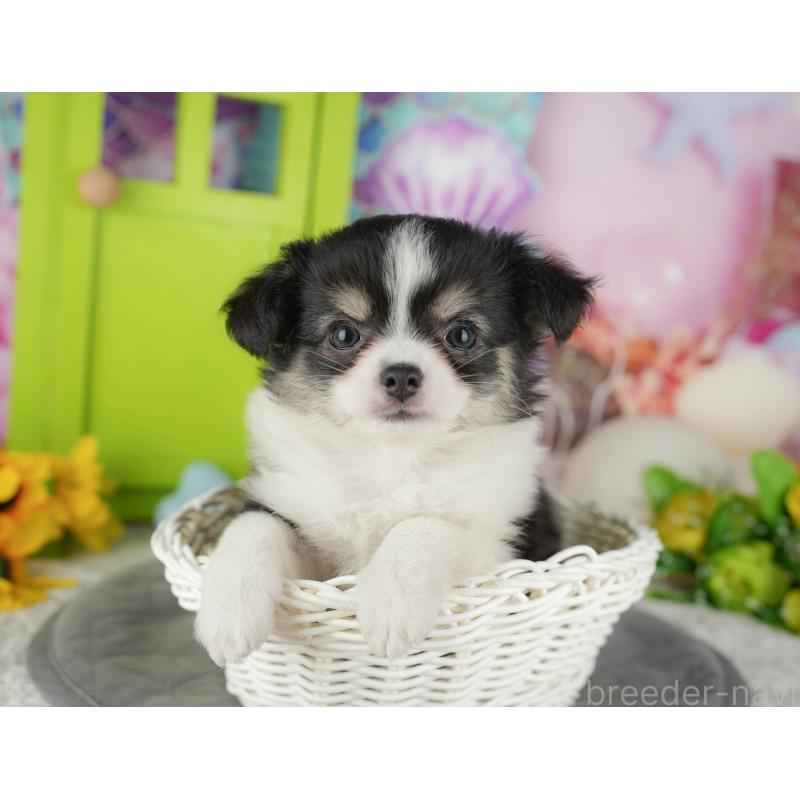 販売中の千葉県のチワワ(ロングコート)-436299の11枚目