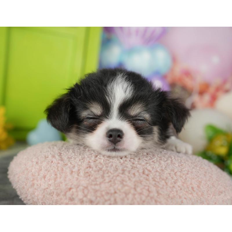 販売中の千葉県のチワワ(ロングコート)-436299の10枚目