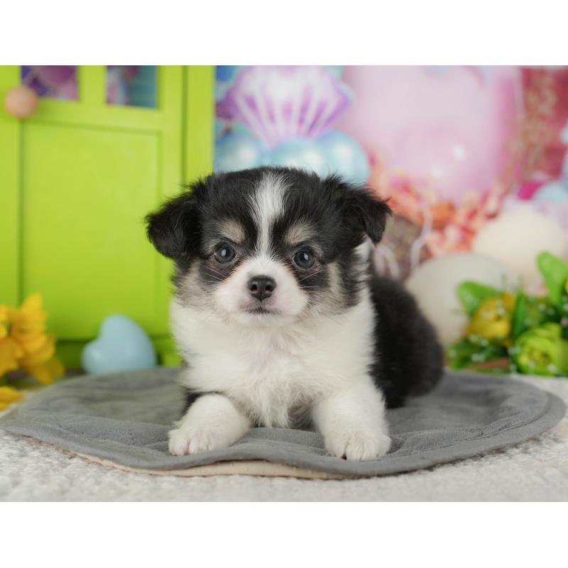 販売中の千葉県のチワワ(ロングコート)-436299の9枚目