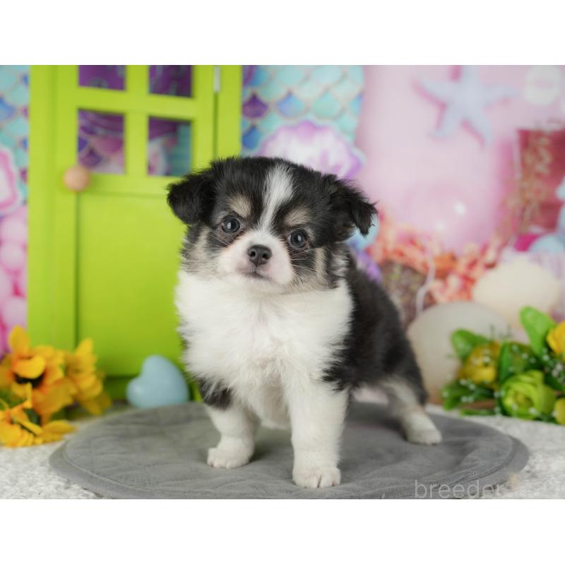 販売中の千葉県のチワワ(ロングコート)-436299の8枚目