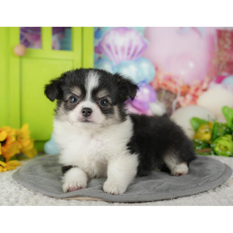 販売中の千葉県のチワワ(ロングコート)-436299の7枚目