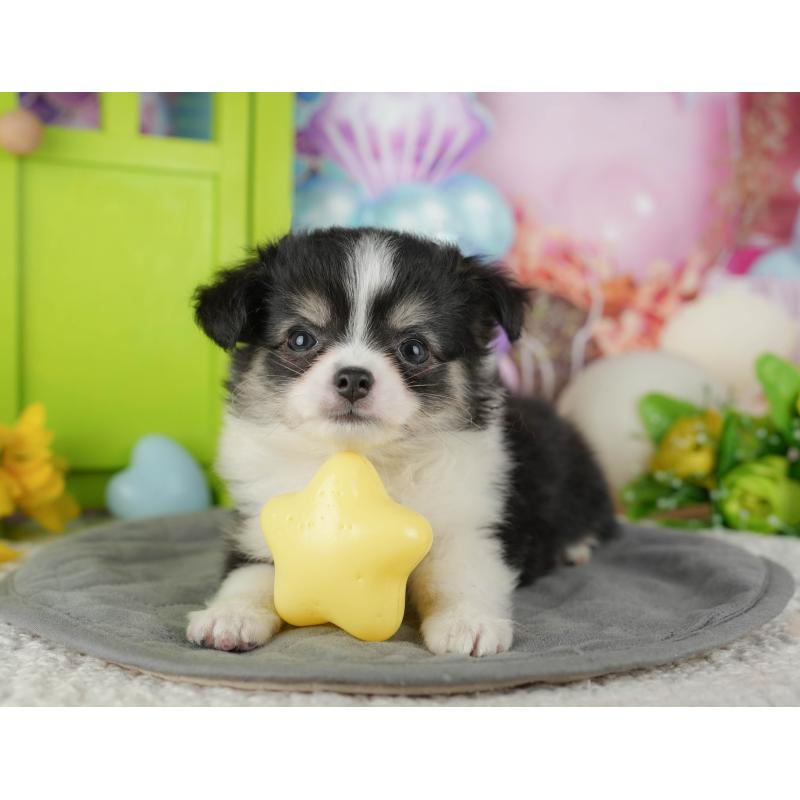 販売中の千葉県のチワワ(ロングコート)-436299の6枚目