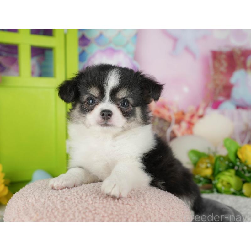 販売中の千葉県のチワワ(ロングコート)-436299の5枚目