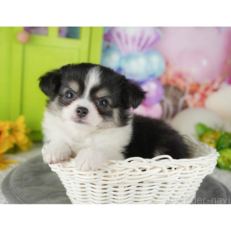 販売中の千葉県のチワワ(ロングコート)-436299の4枚目