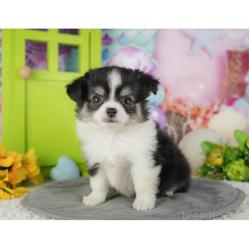 販売中の千葉県のチワワ(ロングコート)-436299の3枚目