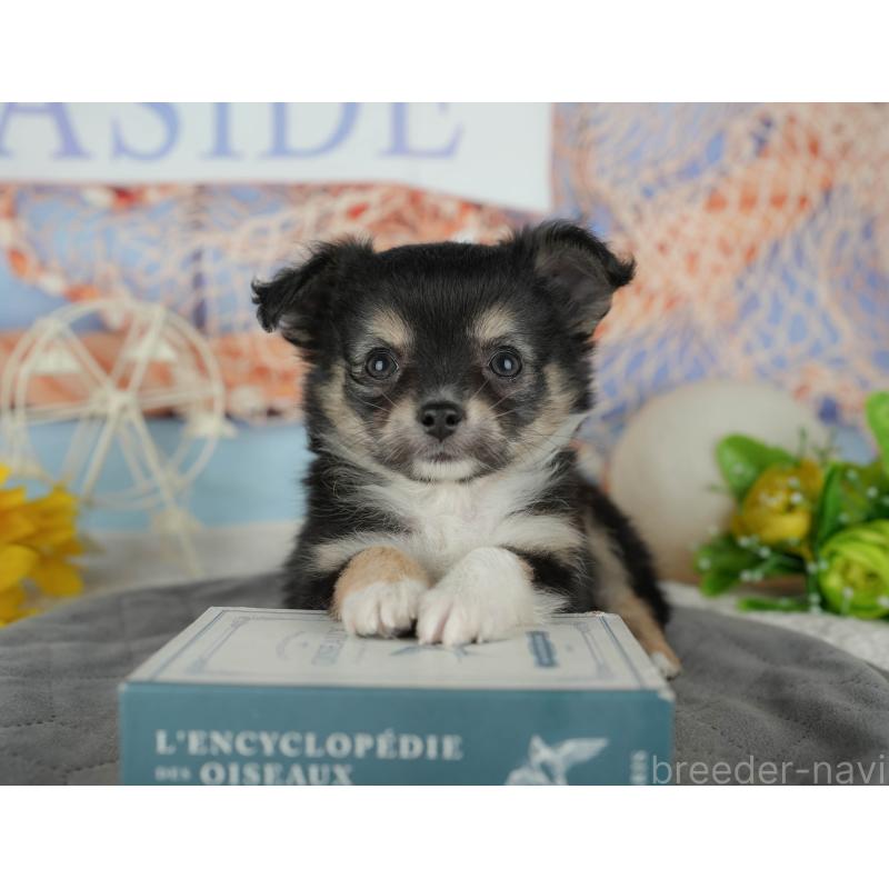 販売中の千葉県のチワワ(ロングコート)-436298