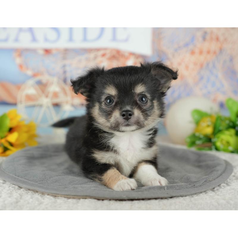 販売中の千葉県のチワワ(ロングコート)-436298の11枚目