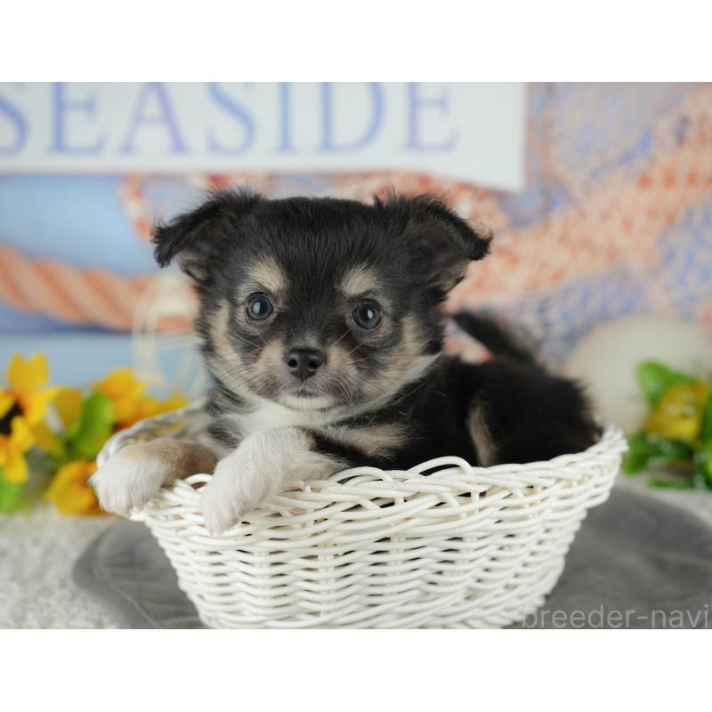 販売中の千葉県のチワワ(ロングコート)-436298の10枚目