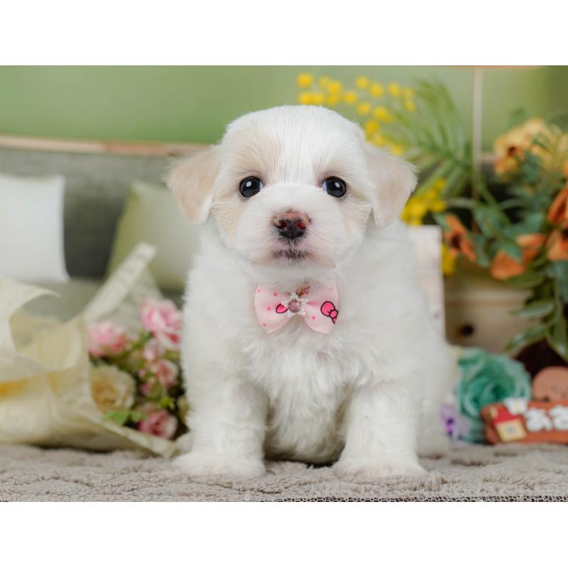 販売中の神奈川県のミックス犬-436309の15枚目