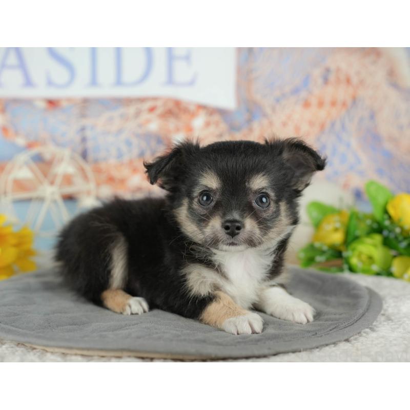 販売中の千葉県のチワワ(ロングコート)-436298の9枚目