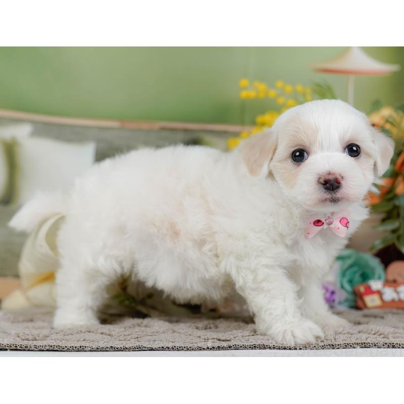 販売中の神奈川県のミックス犬-436309の13枚目