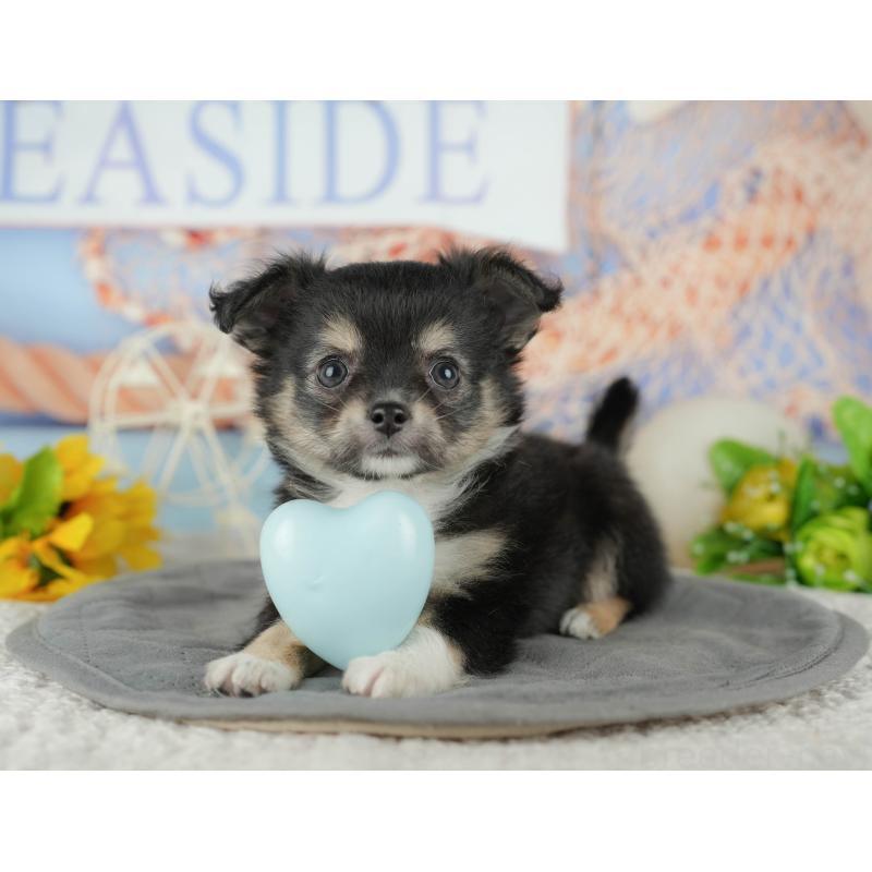 販売中の千葉県のチワワ(ロングコート)-436298の8枚目