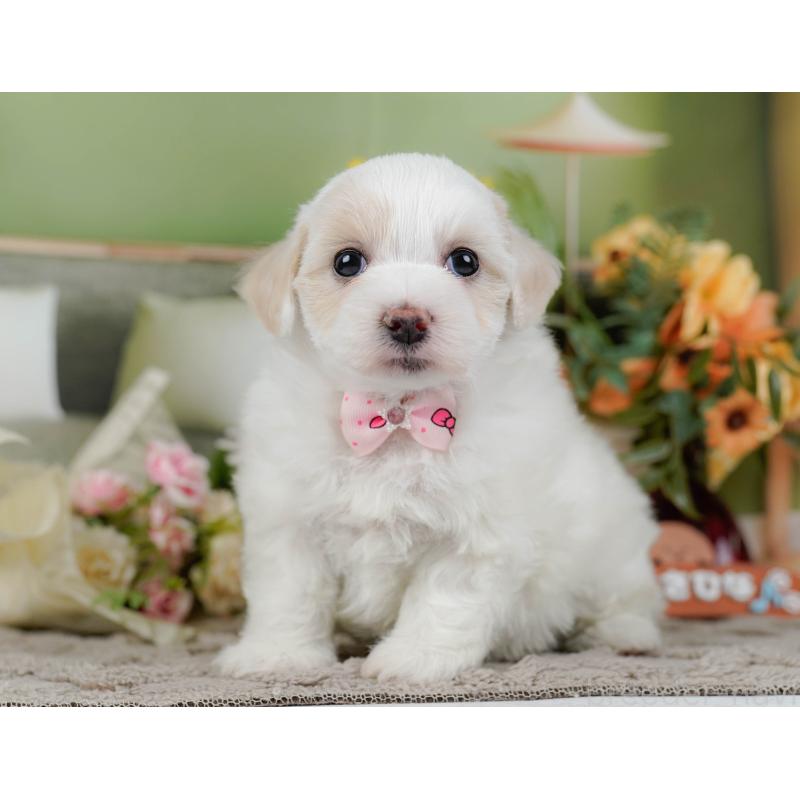 販売中の神奈川県のミックス犬-436309の12枚目