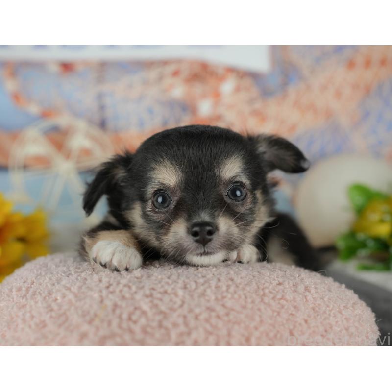 販売中の千葉県のチワワ(ロングコート)-436298の7枚目