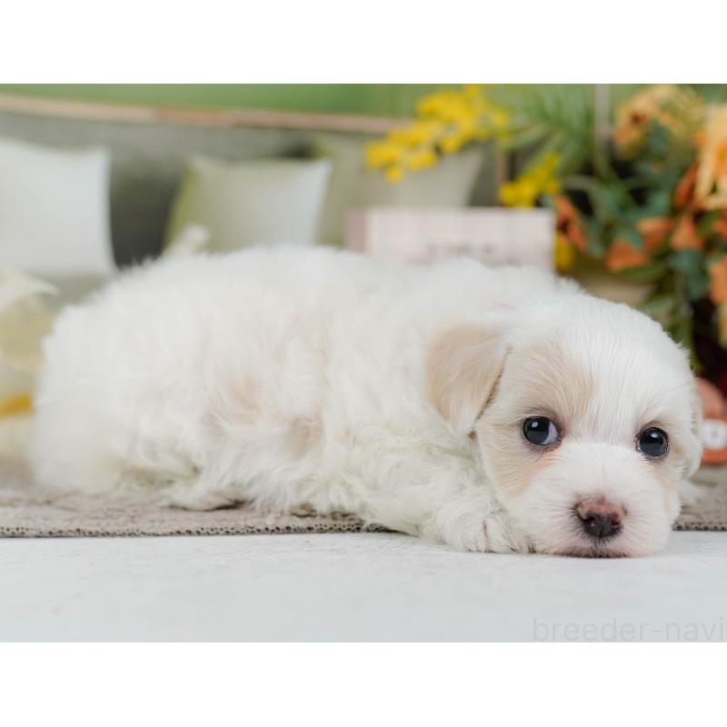 販売中の神奈川県のミックス犬-436309の11枚目