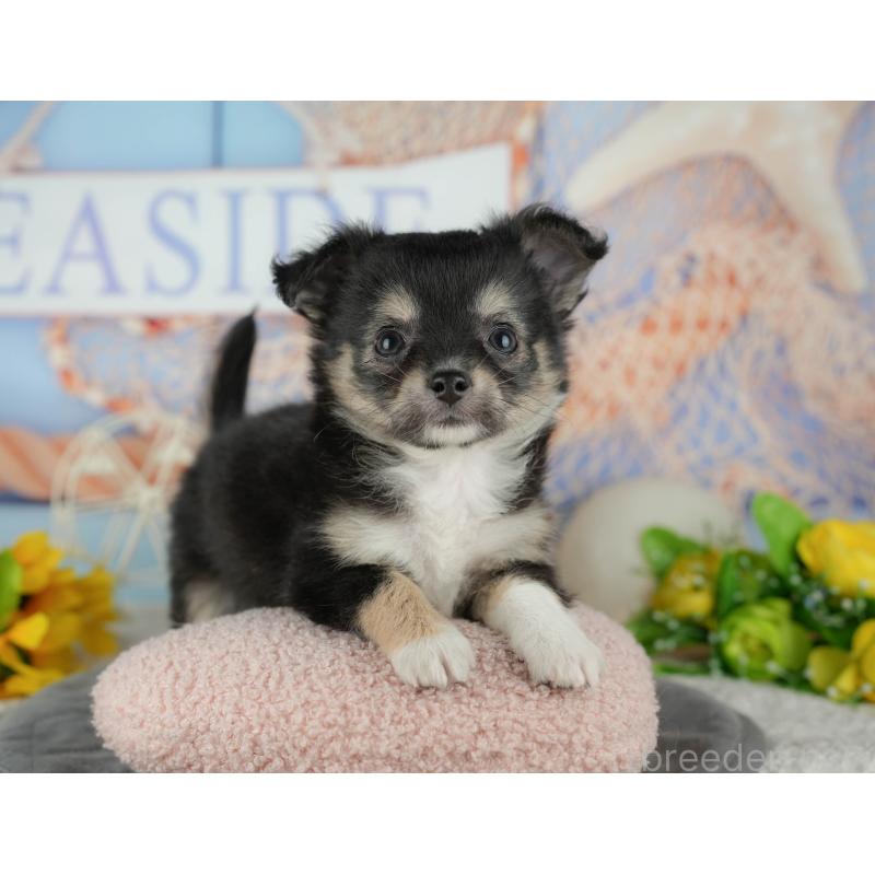 販売中の千葉県のチワワ(ロングコート)-436298の6枚目