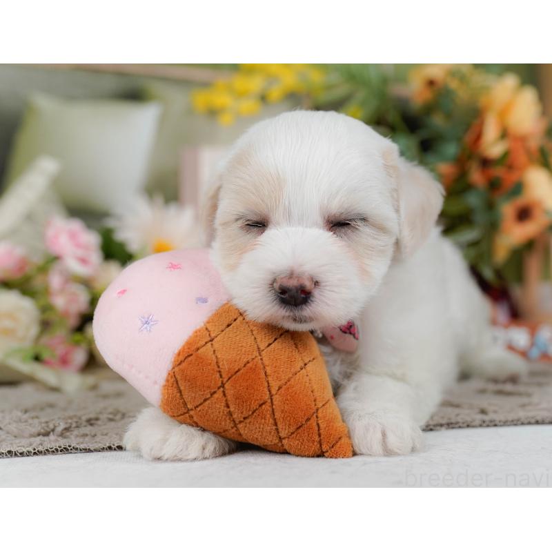 販売中の神奈川県のミックス犬-436309の10枚目