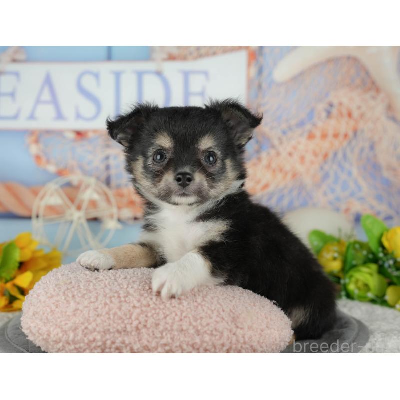 販売中の千葉県のチワワ(ロングコート)-436298の5枚目