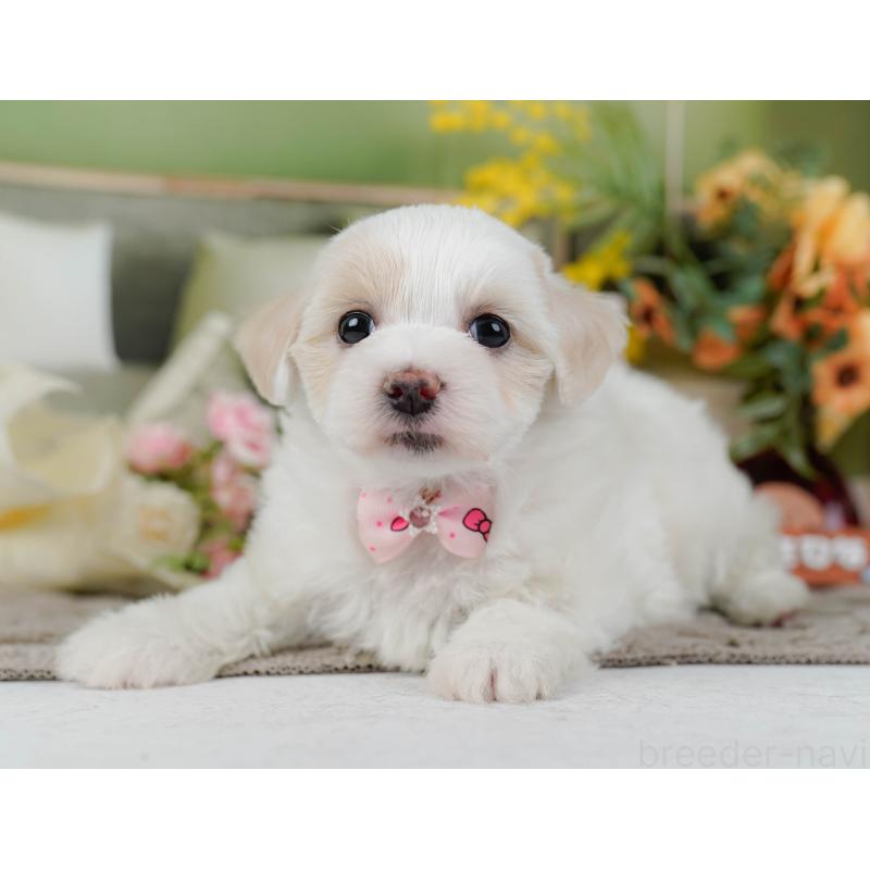 販売中の神奈川県のミックス犬-436309の9枚目