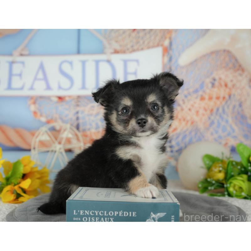 販売中の千葉県のチワワ(ロングコート)-436298の4枚目