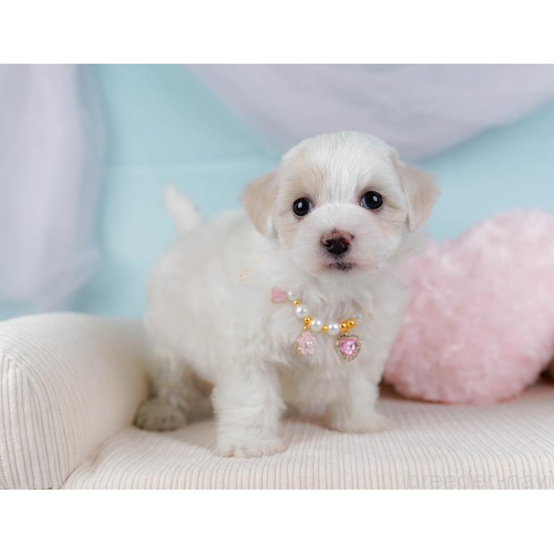 販売中の神奈川県のミックス犬-436309の8枚目