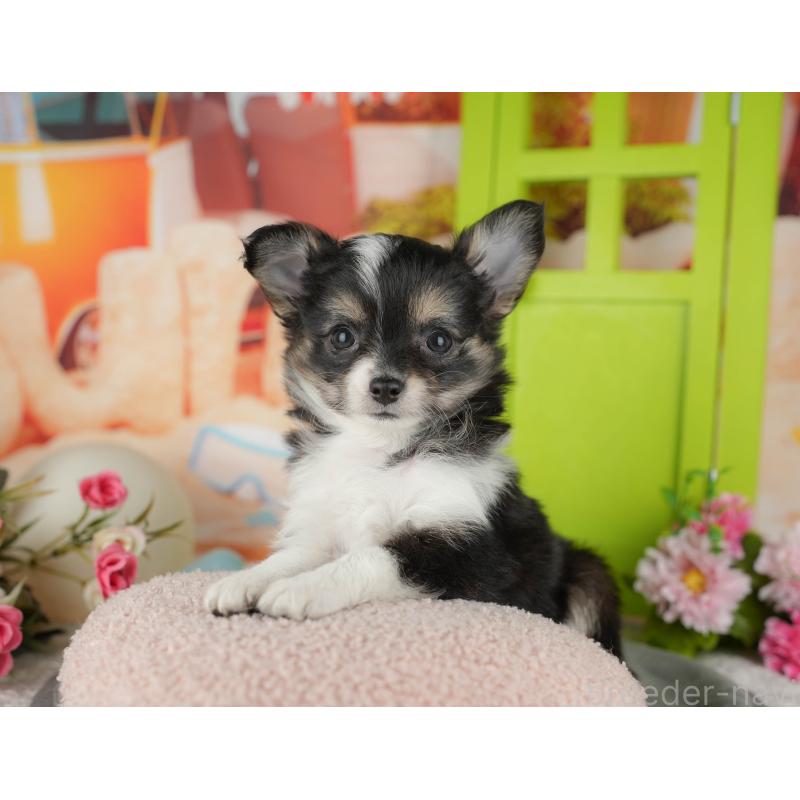 販売中の千葉県のチワワ(ロングコート)-436293の11枚目