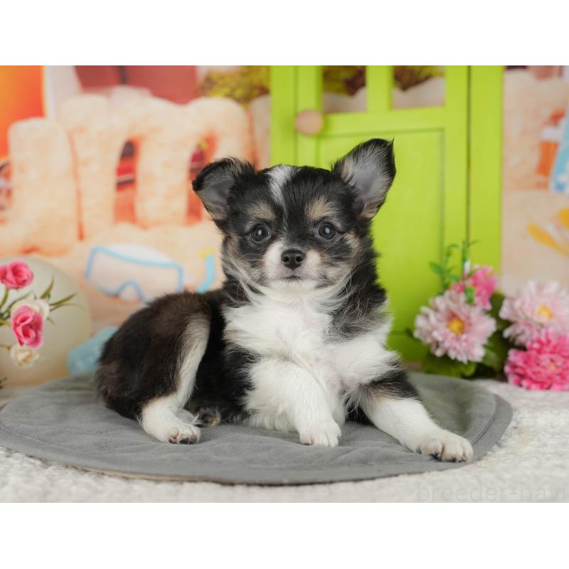 販売中の千葉県のチワワ(ロングコート)-436293の10枚目