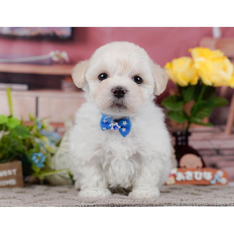 販売中の神奈川県のミックス犬-436310の15枚目