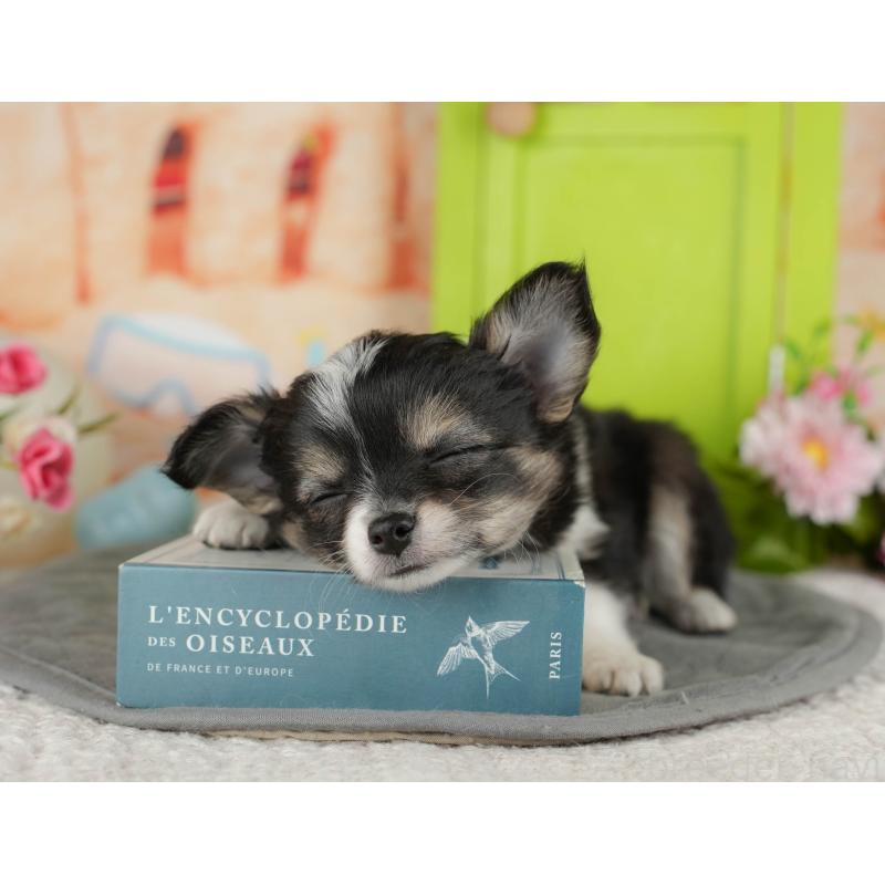 販売中の千葉県のチワワ(ロングコート)-436293の9枚目