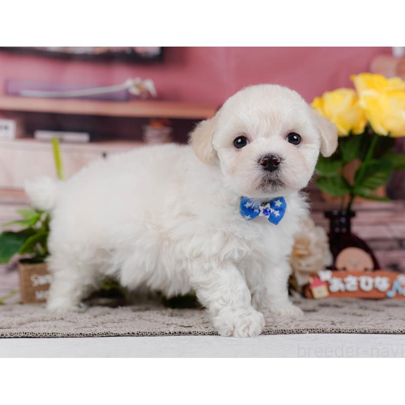 販売中の神奈川県のミックス犬-436310の14枚目